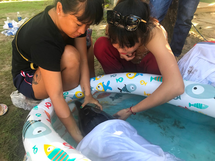 Giải cứu cá heo bị thương nặng trôi dạt vào biển Đà Nẵng