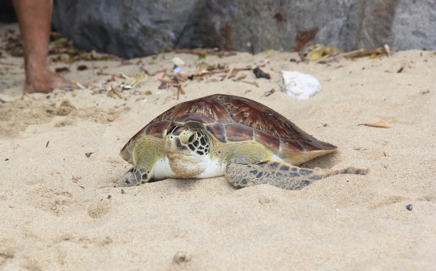 Thả 'mồi nhậu' nằm trong sách đỏ về biển