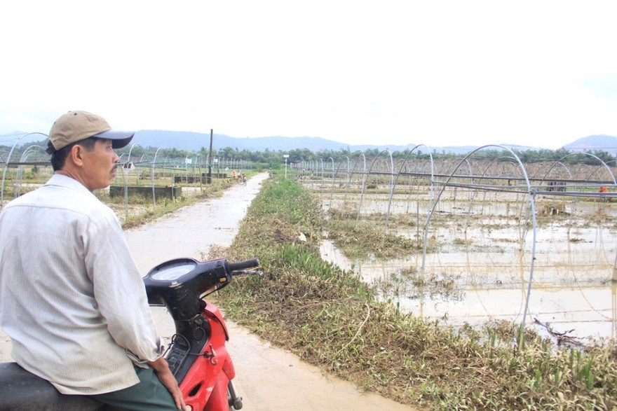 Nước rút, ruộng rau Tết tan hoang