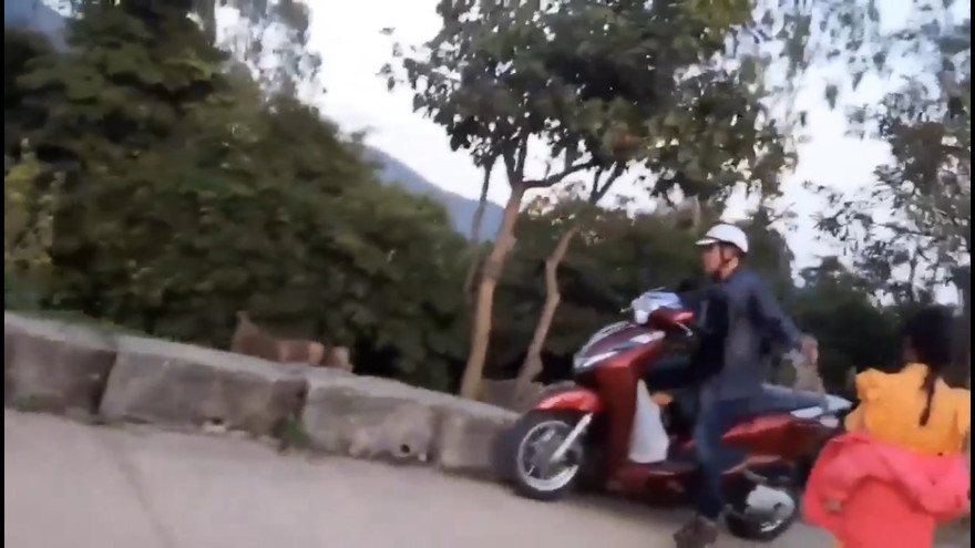 Đàn khỉ kêu gào đuổi theo người đàn ông bắt khỉ con trên bán đảo Sơn Trà