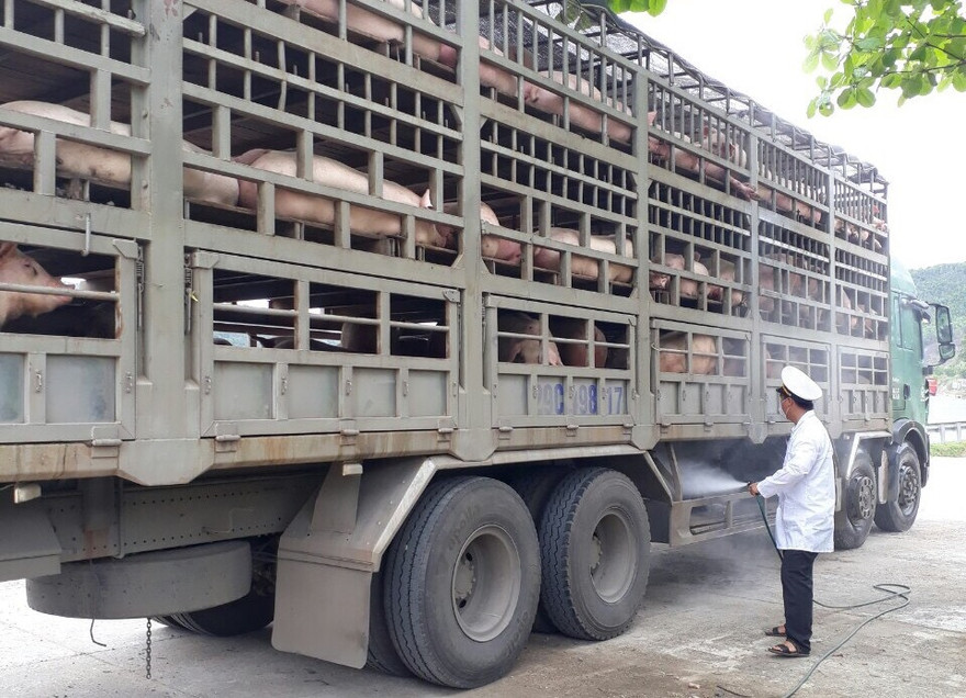 Đà Nẵng xuất hiện dịch tả lợn châu Phi