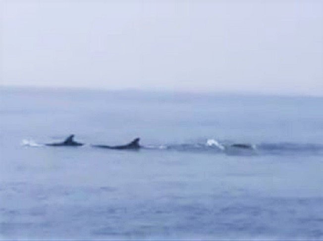 Hàng trăm con cá heo xuất hiện trên vùng biển Quảng Nam