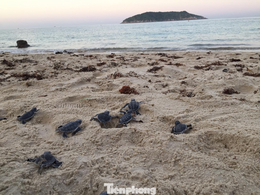 Vượt ngàn cây số đưa rùa về đảo Cù Lao Chàm