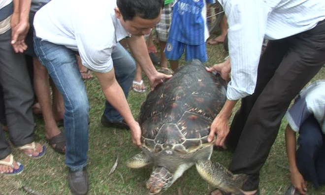 Cơ quan chức năng cứu hộ thành công đồi mồi đi lạc vào đầm phá Tam Giang - Cầu Hai.