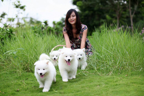 Chăm sóc thú cưng - Nghề mới của bạn trẻ yêu động vật