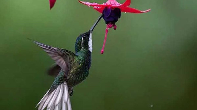 Chúng là loài chim duy nhất có thể bay lùi do cánh của chúng có thể hoạt động tự do theo chiều hướng của vai.