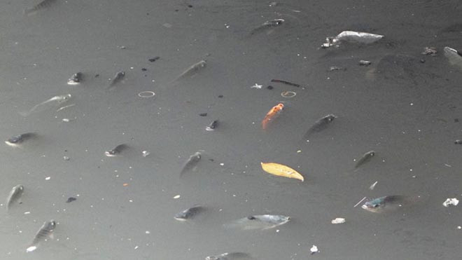 Đoạn kênh thượng nguồn thường ô nhiễm, cá thiếu ôxy nên dễ chết. Ảnh: TRUNG THANH 