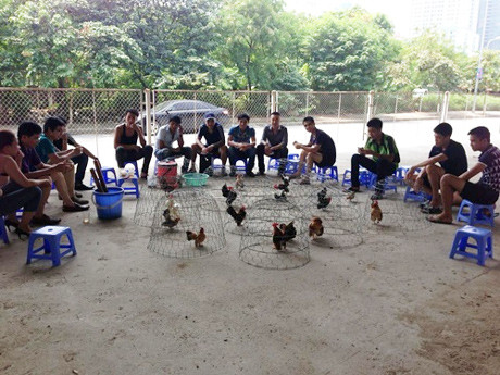 Trào lưu mới: Nuôi một 'em' serama