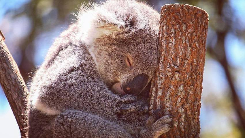 Trên toàn thế giới, chỉ có một đất nước duy nhất may mắn có sự xuất hiện của Koala, đó là nước Úc