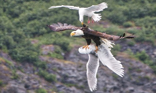 Một con mòng biển cố gắng mổ vào cổ đại bàng. Ảnh: David Canales.