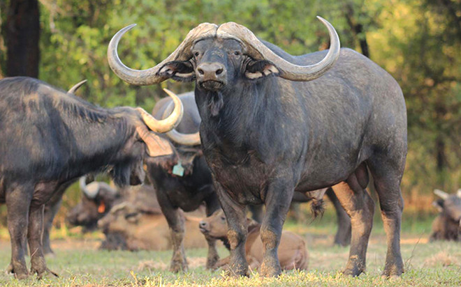 1001 thắc mắc: Loài trâu nào có số lượng ít nhất, loài nào đoản thọ nhất trên thế giới?