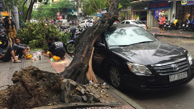 Hiện trường cây ngã.