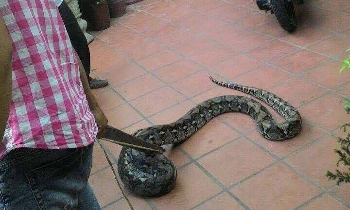 Con trăn lớn bò vào nhà dân bị người dân vây bắt.