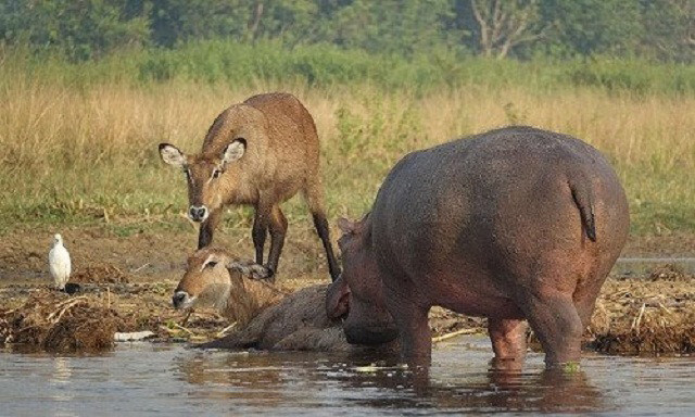 Hà mã dùng mõm đẩy linh dương lên bờ kịp thời sau khi bị cá sấu “ngoạm” chân sau. Ảnh: Brenden Simonson.