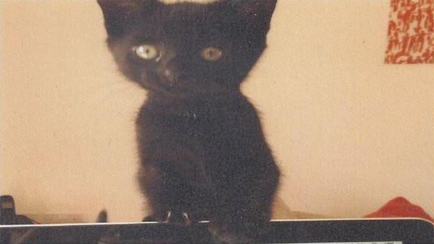 Đại gia chi hơn 300 triệu đồng tìm kẻ giết mèo của con gái