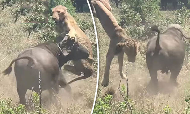 Sư tử cái bị trâu rừng húc văng lên trời.