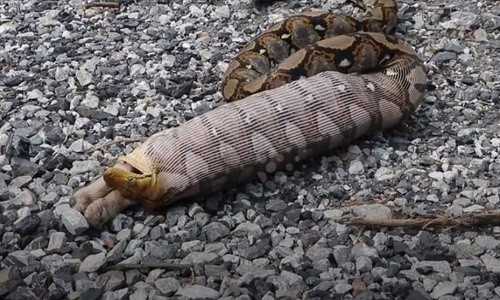 Trăn đột nhập vào nhà dân Thái Lan nuốt chửng chó cưng