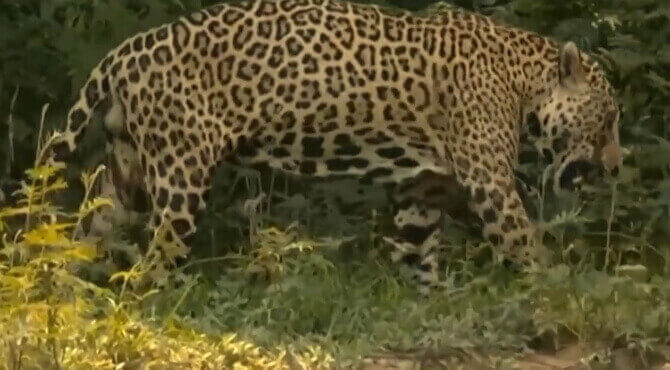 Clip: Cái kết khó tin của báo khi lọt vào lãnh địa 'chúa tể đầm lầy'