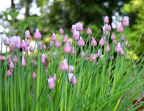 Hương thơm chiều cuối năm