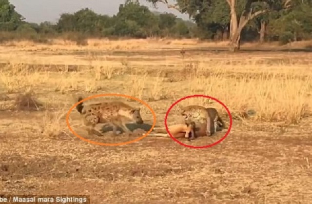 Báo Leopard săn mồi dâng tận 'răng' cho linh cẩu