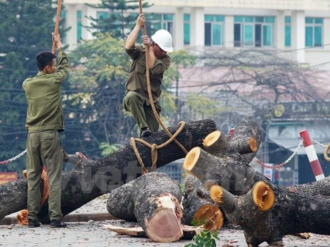 Hà Nội chỉ đạo xử lý kỷ luật sau thanh tra vụ cây xanh