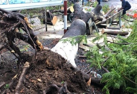 Điểm nhấn giáo dục: Cây phượng bật gốc 'uy hiếp' 3 nữ sinh