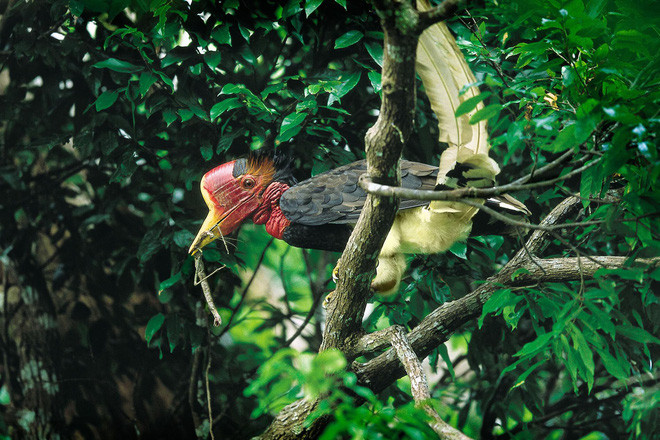 im Tê Điểu đực ngậm côn trùng về cho gia đình của nó bằng chiếc mỏ đặc biệt nhất trong thế giới chim mỏ sừng.