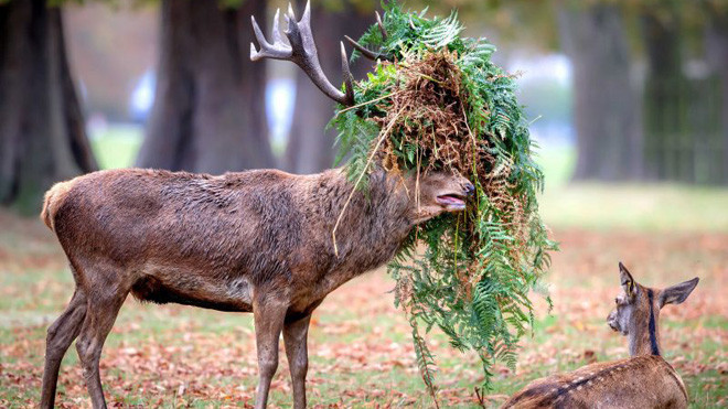 Hươu đực làm đỏm với ‘tóc giả’ bằng lá cây