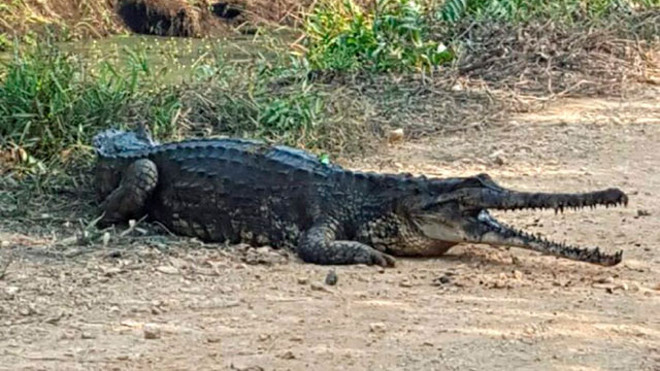 Cậu bé Abang Ikal Abang Suip đã bị cá sấu bắt và ăn thịt khi đang câu cá.