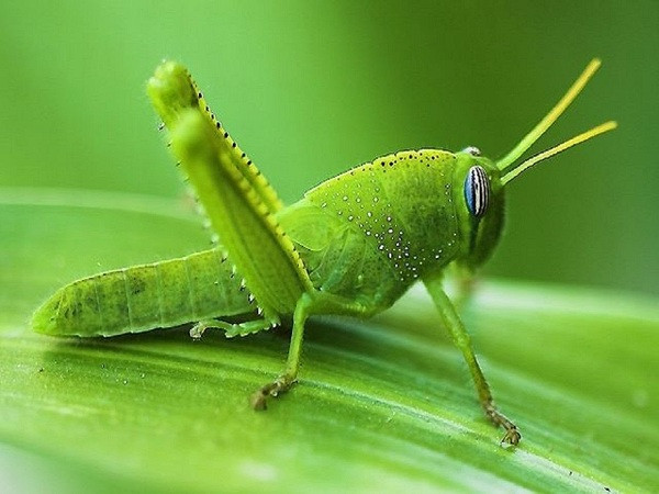 Châu chấu có thể đánh hơi được bom?