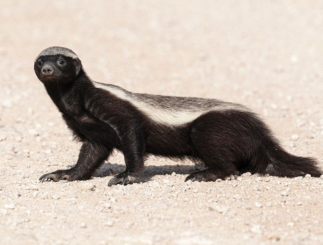 Lửng mật bất chấp báo, rắn độc