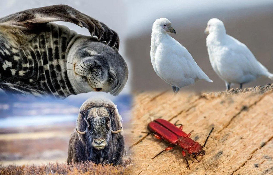 1001 thắc mắc: Loài động vật nào chống chọi được nhiệt độ lạnh tới -150°C?