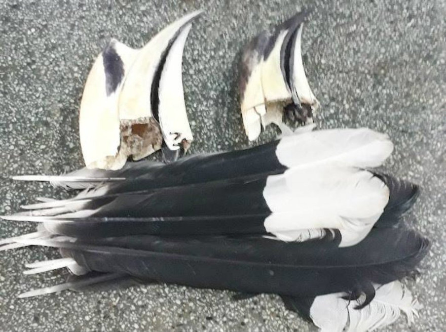 Lông và mỏ chim được cơ quan chức năng thu giữ