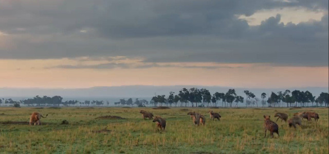 Một mình sư tử Red bị bao vây bởi 20 con linh cẩu