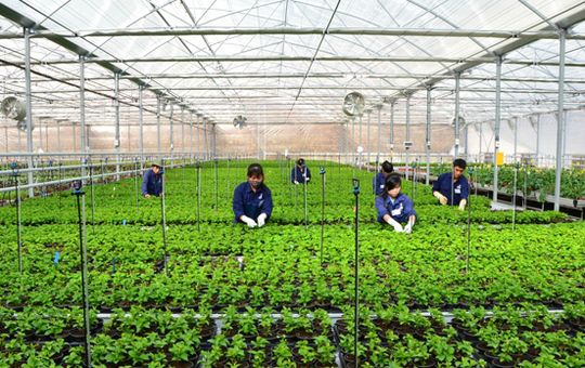 Lao động hết hạn visa chuyển sang lao động thời vụ được chi trả cao hơn mức lương tối thiểu và nhiều quyền lợi khác