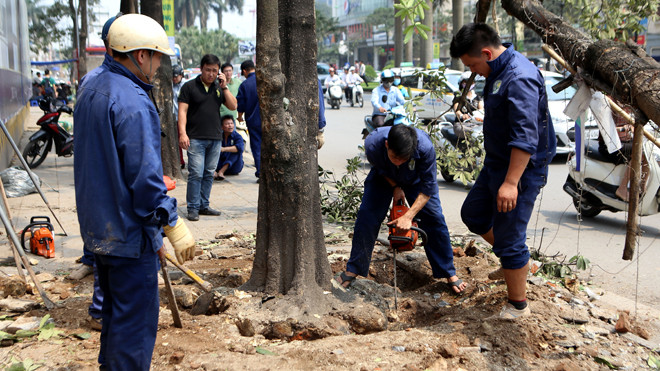 Vụ chặt cây xanh: Kiểm điểm lãnh đạo sở, đình chỉ hàng loạt cán bộ