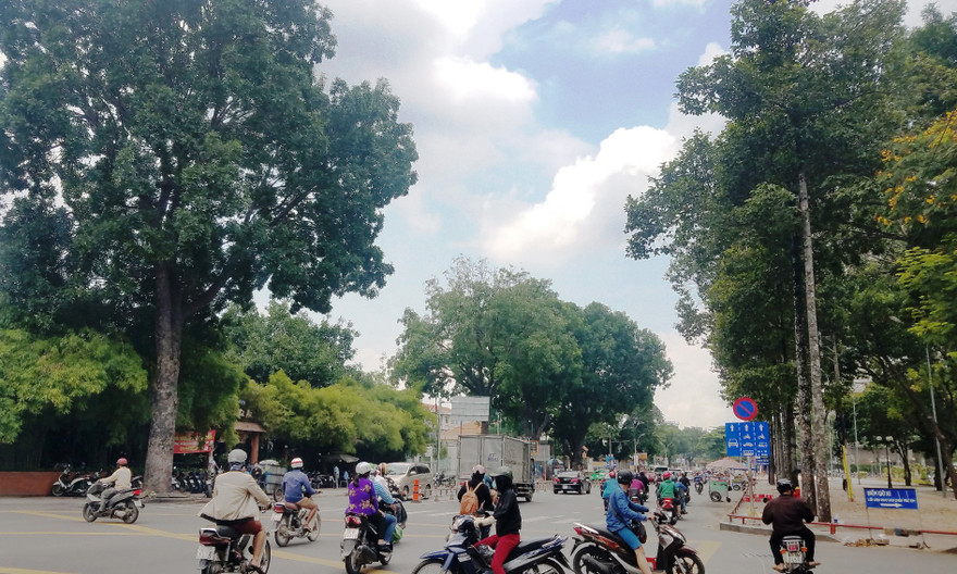 Hàng loạt cây xanh sẽ bị di dời, đốn hạ để mở đường.