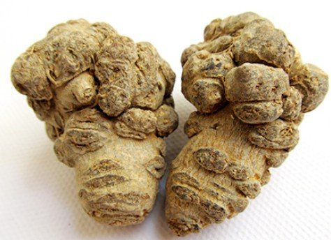 Củ tam thất: Ảnh minh họa: Internet