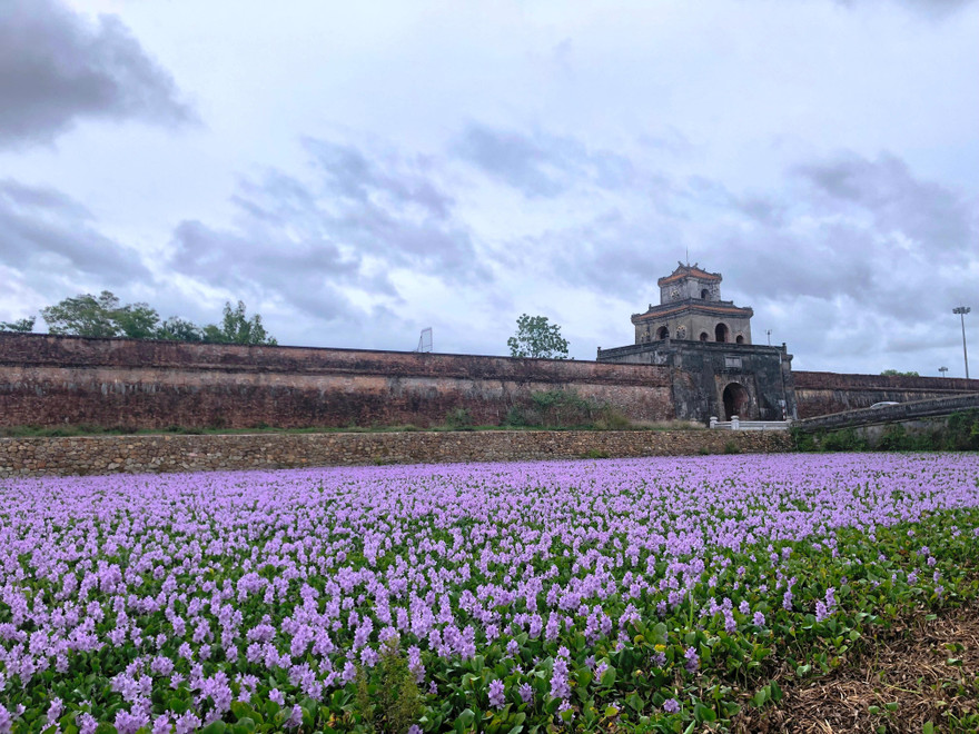 Một Kinh thành Huế lạ lẫm với sắc tím Lục Bình miên man