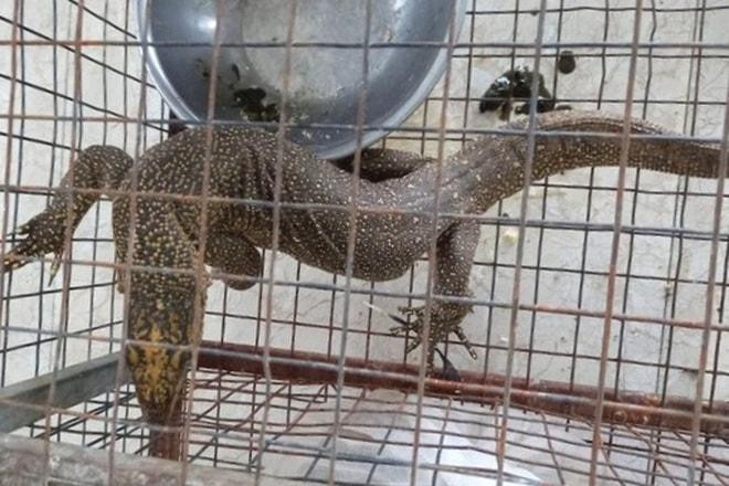Cá thể kỳ đà vân quý hiếm do phụ bếp H. tàng trữ, mua bán trái phép