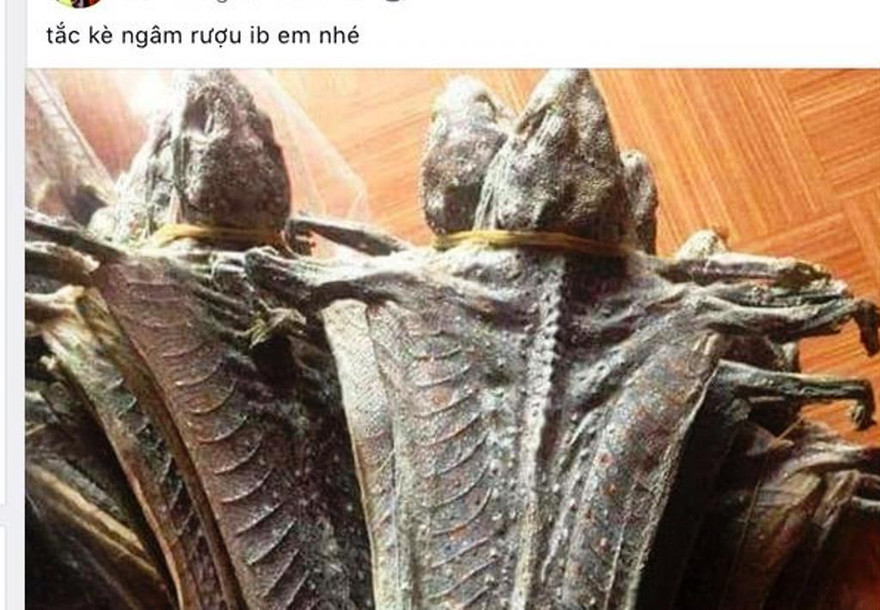 Một vụ rao bán động vật hoang dã trên mạng xã hội bị lực lượng chức năng phát hiện, xử lý. Ảnh: Dân Trí