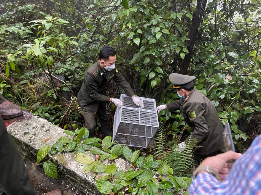 Thả cá thể kỳ đà vân quý hiếm về môi trường tự nhiên