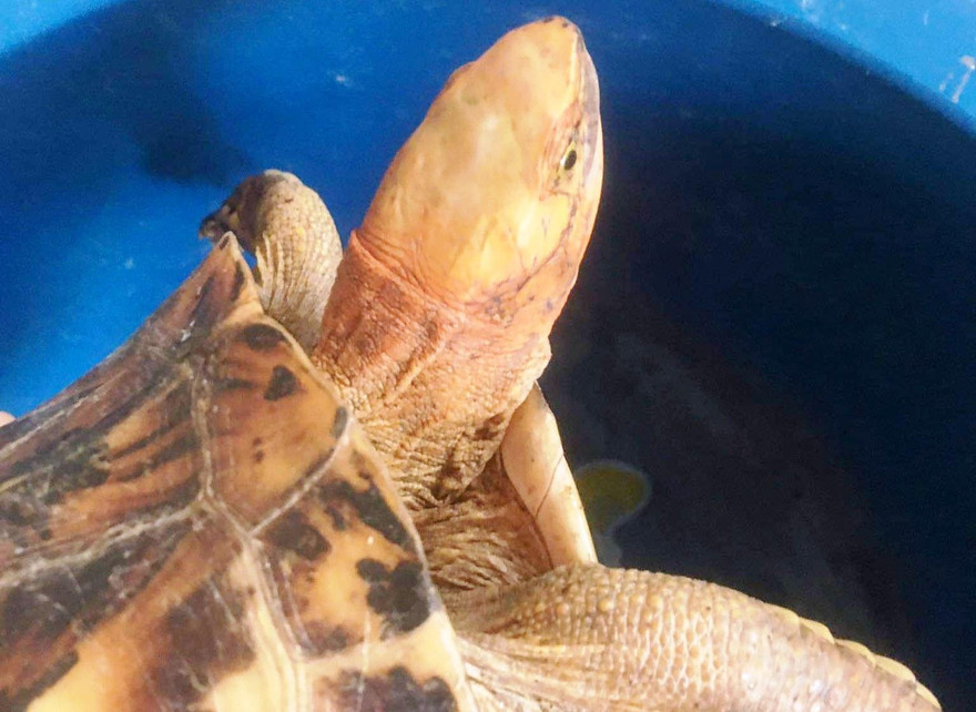 Cá thể rùa vàng quý hiếm đi lạc vào nhà dân