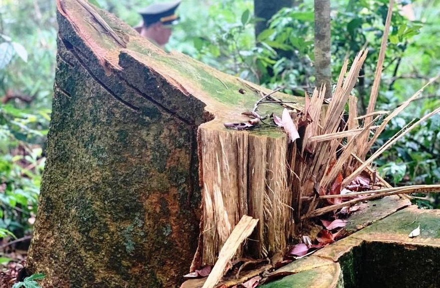 Cây rừng tự nhiên tại vùng giáp ranh A Lưới bị lâm tặc tàn phá. Ảnh: VOV