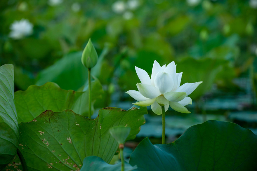 Sen trắng xứ Huế Ảnh: Văn Đình Huy