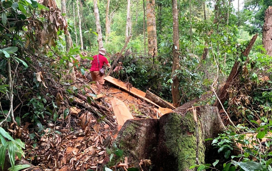 Rừng bị lâm tặc chặt phá tại vùng giáp ranh A Lưới. Ảnh: VOV