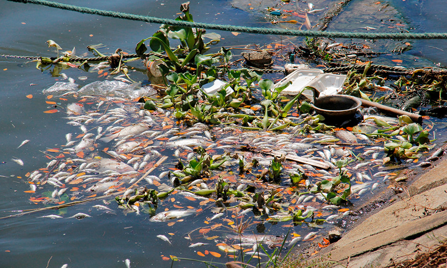 Cá chết hàng loạt, tấp vào bờ bốc mùi hôi thối trên sông Phú Lộc. Ảnh: Thanh Trần. 