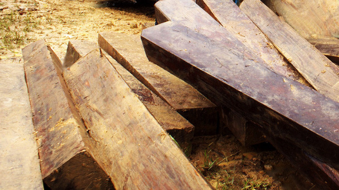 Nhiều cây có đường kính lớn ở Lâm Đồng bị cưa xẻ trái phép