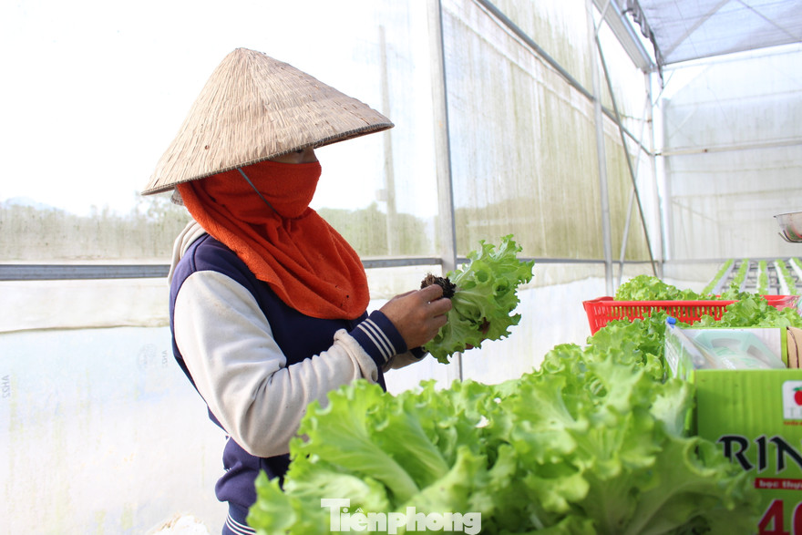 Đà Nẵng đã quy hoạch các vùng nông nghiệp ứng dụng CNC nhưng chỉ mới dừng lại ở một số mô hình, chưa tạo sự phát triển đột phá để nâng cao giá trị gia tăng, phát triển bền vững. Ảnh: Giang Thanh