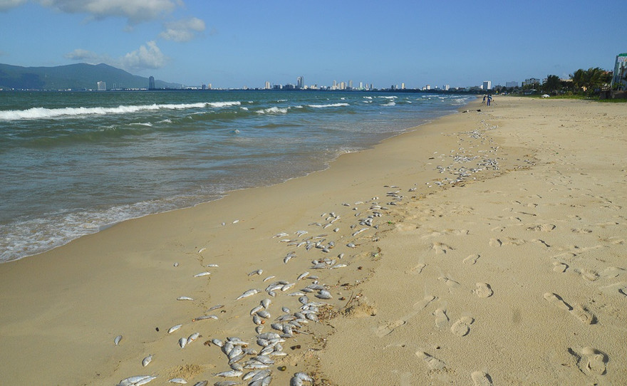 Nguyên nhân khiến cá chết trắng bờ biển Đà Nẵng có thể là do nổ mìn. Sở TN&MT Đà Nẵng yêu cầu Trung tâm quan trắc tiếp tục theo dõi chất lượng nước biển. Ảnh: Giang Thanh